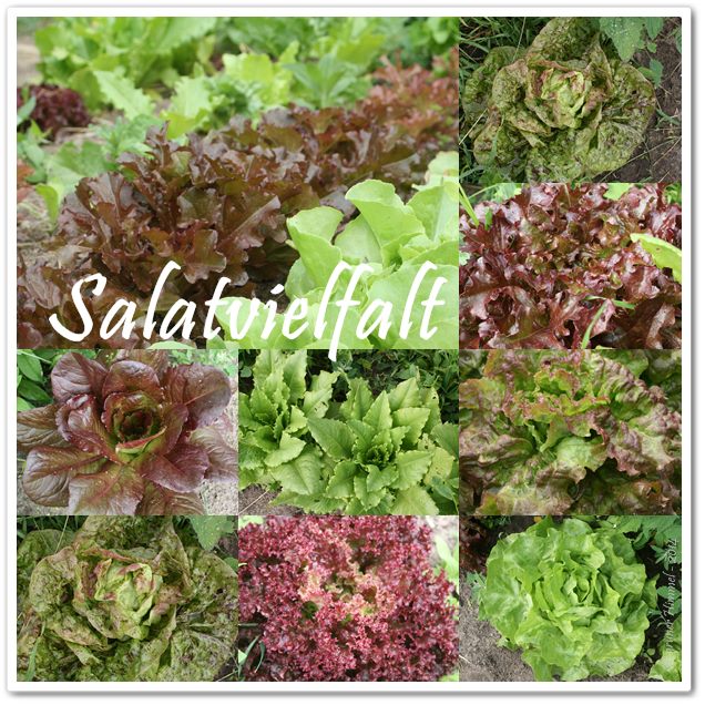 Salatvielfalt